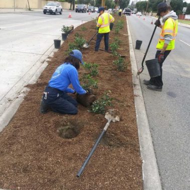Teens planting trees along a street