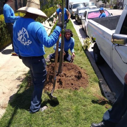 Two men planting a tree