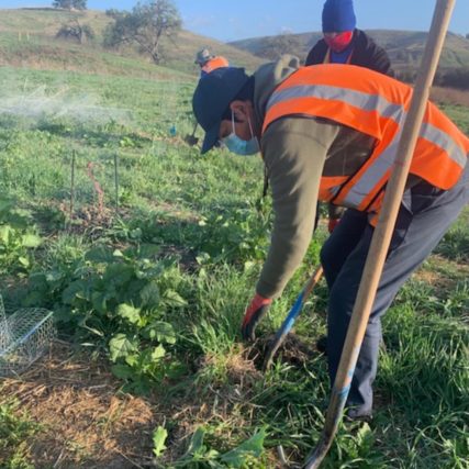 Two men working in a field garden