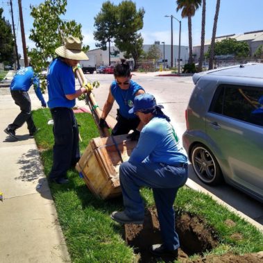 Teen planting a tree