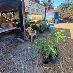 EarthWorks Community farm with plants and vegetation