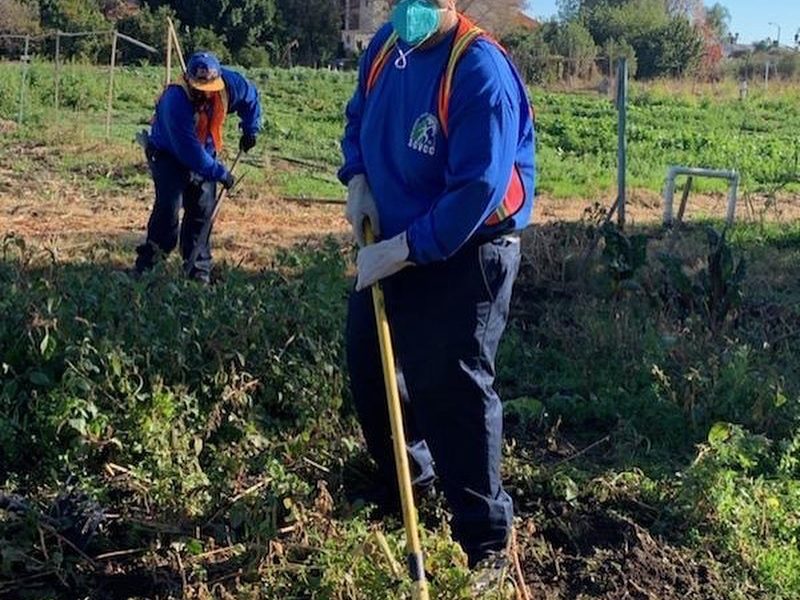 Two male teens gardening in a field.