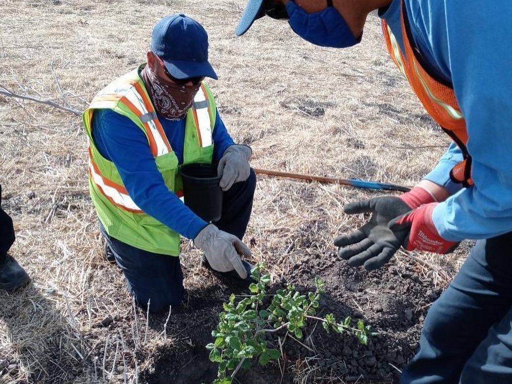 Man volunteer showing how to plant a tree