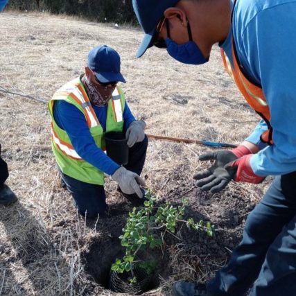 Two men planting bushes