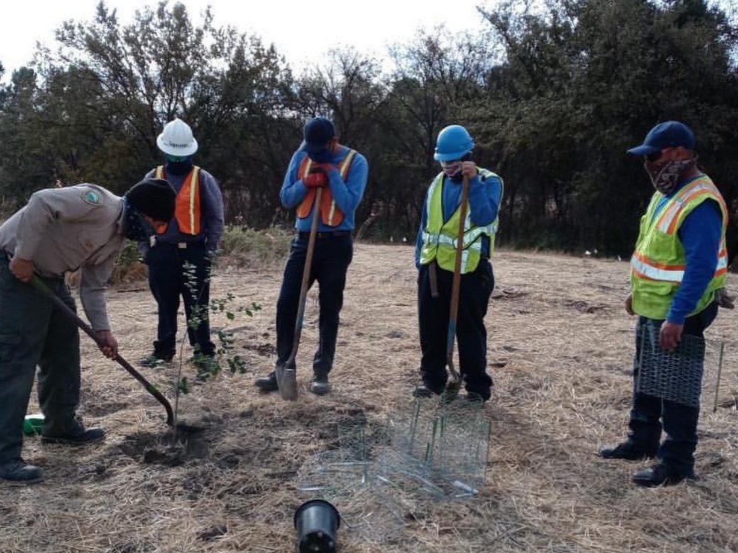 Leader showing how to plant trees in the forest