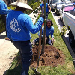 Two male Corps members planting trees