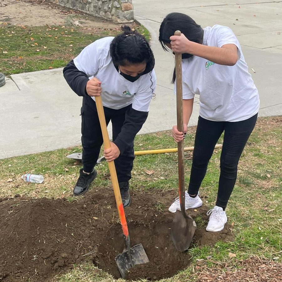 Two teen girls working together planting a tree