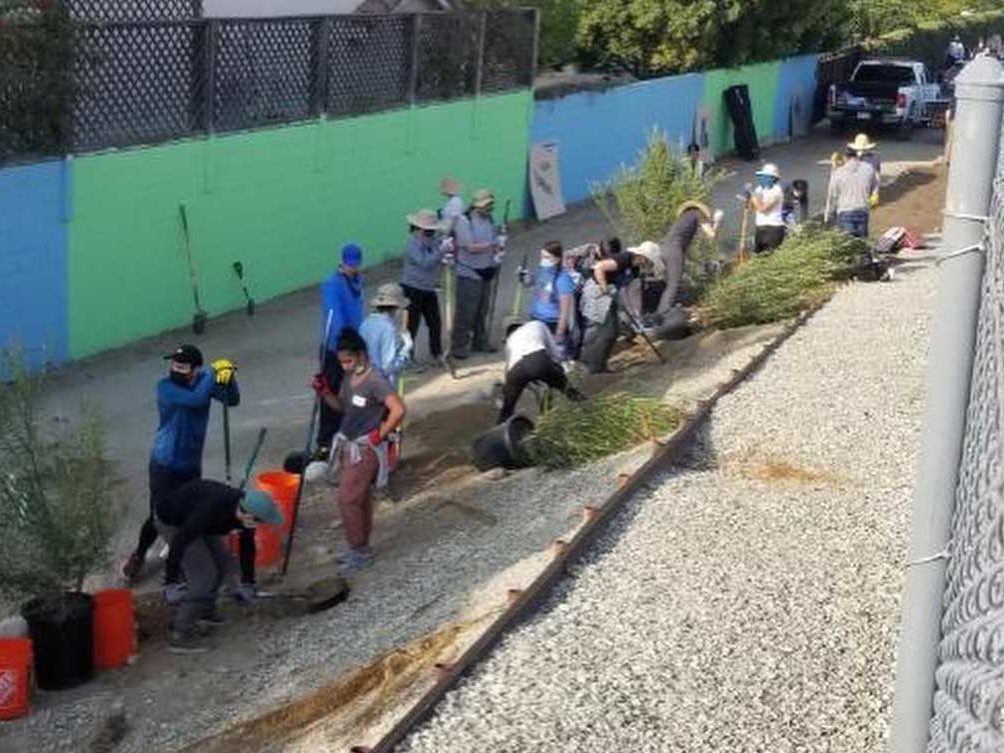 Working cleaning and planting trees